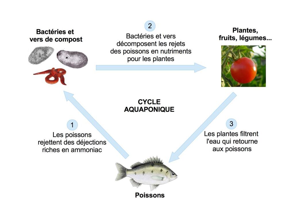 cycle aquaponique