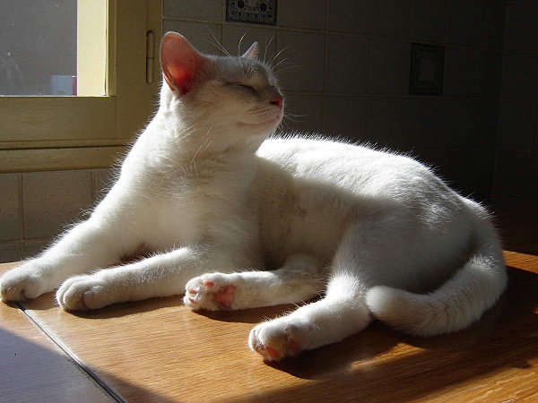 chat au soleil
