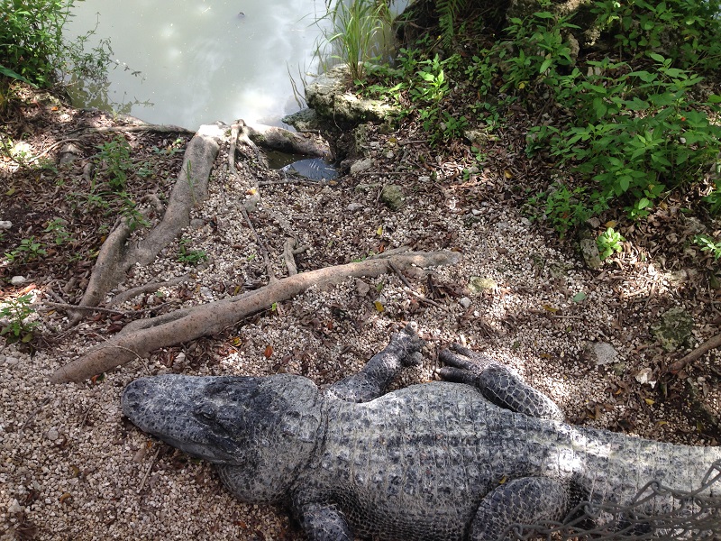 alligator everglades