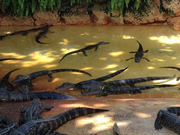 crocodiles Everglades
